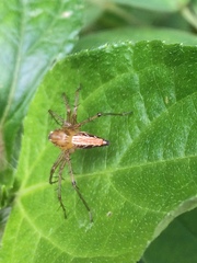 Oxyopes