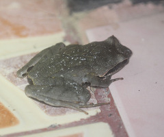 Xenophrys major