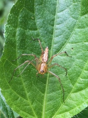 Oxyopes