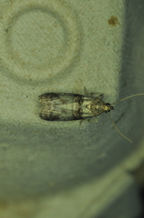 Acrobasis