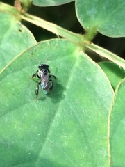 Tetragonula