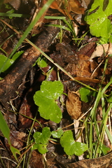 Hydrocotyle hirta
