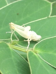Orthoptera