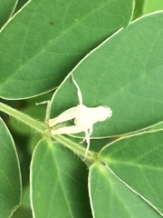 Orthoptera