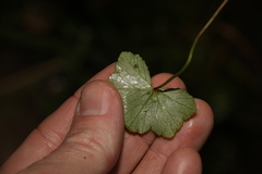 Hydrocotyle hirta