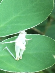 Orthoptera