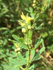 Trifolieae