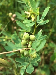 Trifolieae
