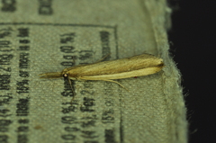 Donacaula albicostellus