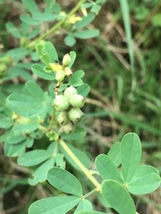 Trifolieae