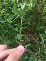 Trifolieae