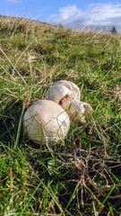 Agaricus campestris