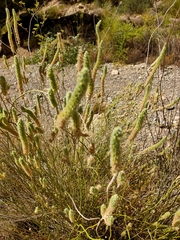 Sideritis lasiantha