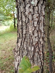 Quercus alba