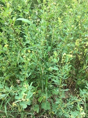 Trifolieae