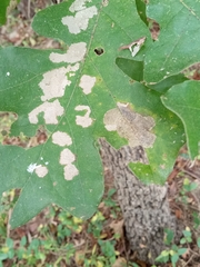 Quercus alba