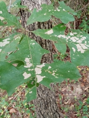 Quercus alba