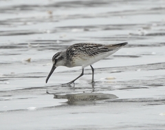 Calidris falcinellus