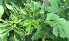 Angiospermae