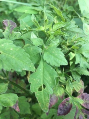 Angiospermae