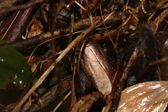 Blaberidae