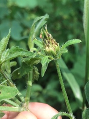 Angiospermae