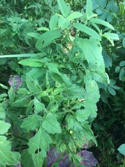 Angiospermae