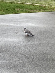 Columba palumbus palumbus