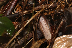 Blaberidae