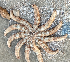 Coscinasterias muricata