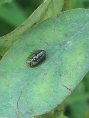 Insecta