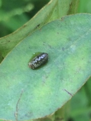 Insecta