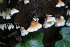 Plicaturopsis crispa