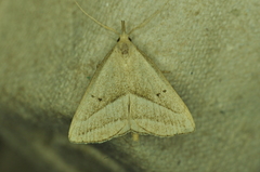 Macrochilo absorptalis