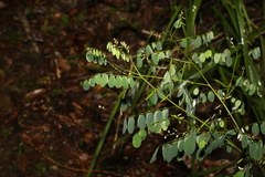 Indigofera australis