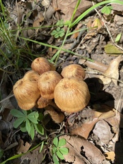 Laccaria squarrosa