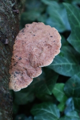 Hapalopilus rutilans