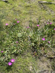 Carpobrotus rossii