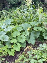 Cucurbita moschata