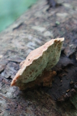 Hapalopilus rutilans