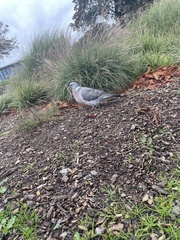 Columba palumbus palumbus
