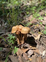 Laccaria squarrosa