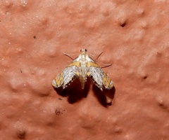 Nymphicula blandialis