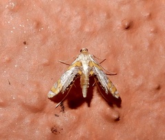 Nymphicula blandialis