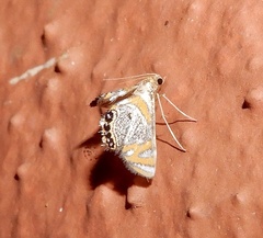 Nymphicula blandialis