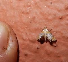Nymphicula blandialis