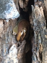 Macrochlamys indica
