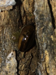Macrochlamys indica