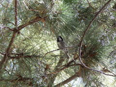 Poecile sclateri
