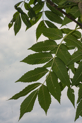 Fraxinus excelsior